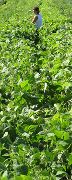 FarmGirl harvesting beans