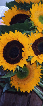 Sunflowers